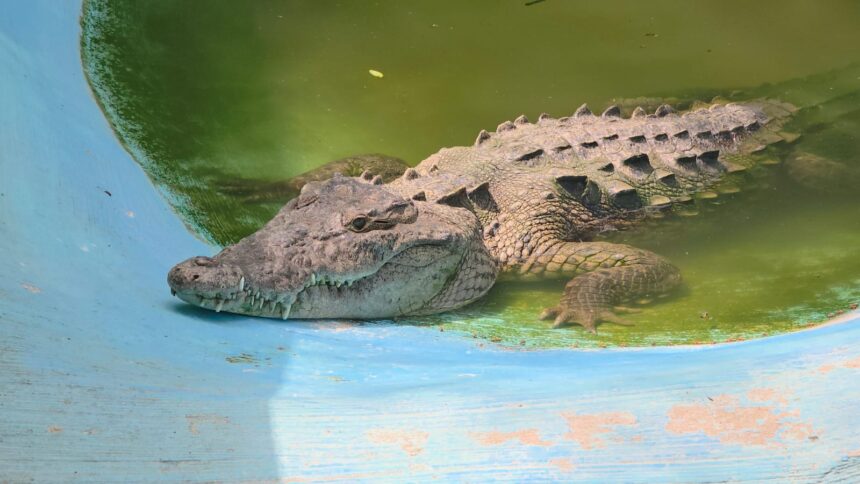 Asesinatos de cocodrilos son por desconocimiento: especialista