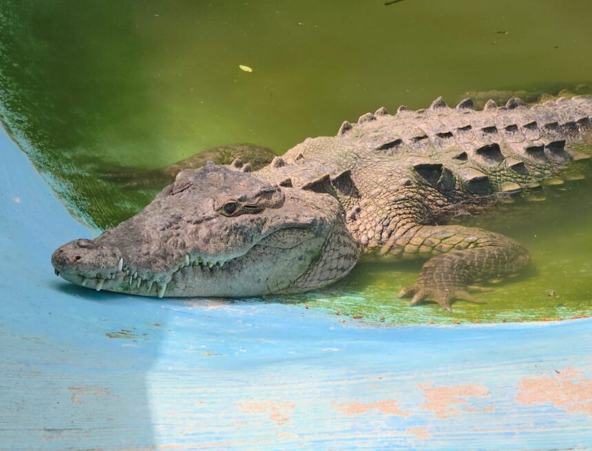 Asesinatos de cocodrilos son por desconocimiento: especialista