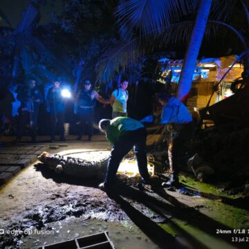 IMG-20250713-WA0084 Matan a otro cocodrilo en Vallarta; suman dos en este mes