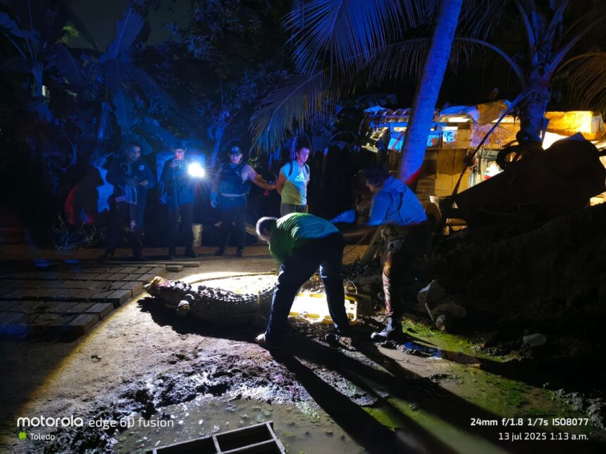 Matan a otro cocodrilo en Vallarta; suman dos en este mes