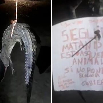 Han matado a cuatro cocodrilos en los últimos 7 años en Puerto Vallarta