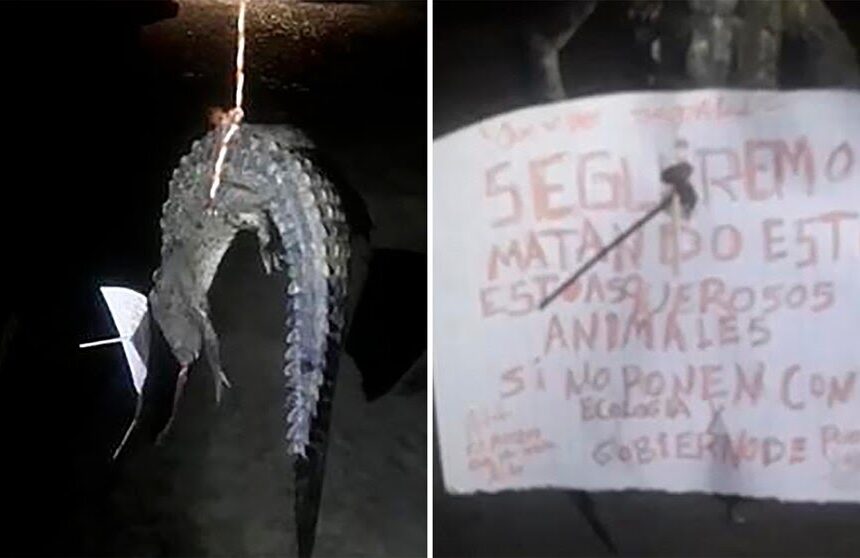 IMG-20250714-WA0105(1) Han matado a cuatro cocodrilos en los últimos 7 años en Puerto Vallarta