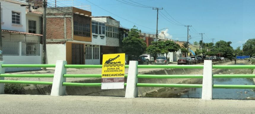 Crecimiento urbano reduce hábitat de cocodrilos
