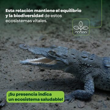 Lanzan campaña de concientización para la convivencia humano-cocodrilo en Puerto Vallarta