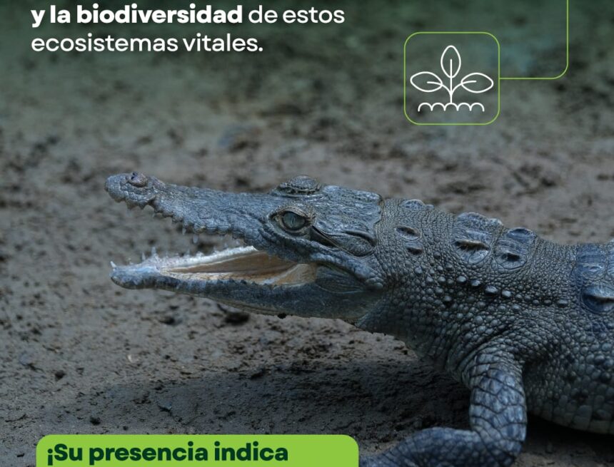 Lanzan campaña de concientización para la convivencia humano-cocodrilo en Puerto Vallarta
