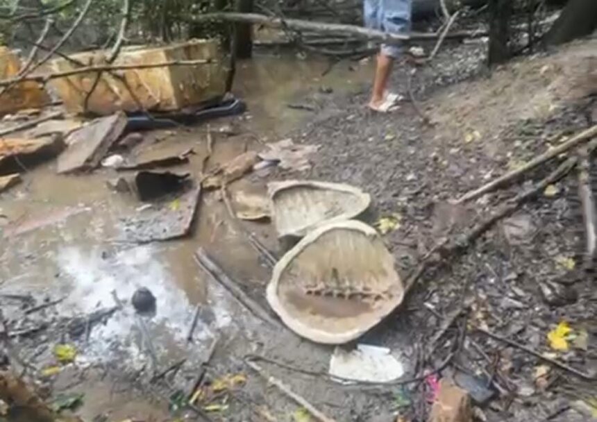 Reportan presunta matanza de tortugas en playas de Puerto Vallarta
