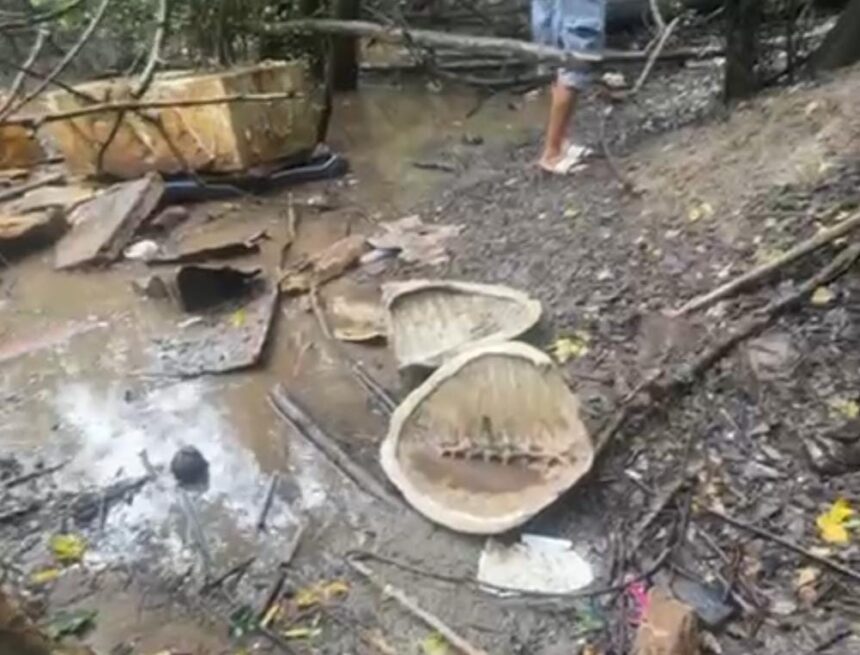Reportan presunta matanza de tortugas en playas de Puerto Vallarta