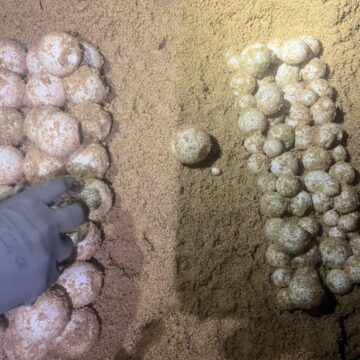 Continúa anidación de tortuga laúd en costas de Jalisco