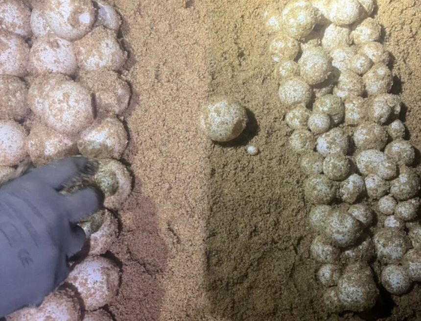 Continúa anidación de tortuga laúd en costas de Jalisco
