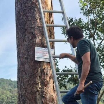 Saquean al menos tres nidos de guacamayas en la zona de Cabo Corrientes