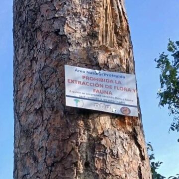 Saqueo de nidos obliga a reforzar vigilancia en zonas de nidación de guacamaya verde