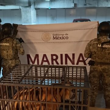 IMG-20260208-WA0132 Marina asegura tigre en Puerto Vallarta y detiene a extranjero durante operativo conjunto
