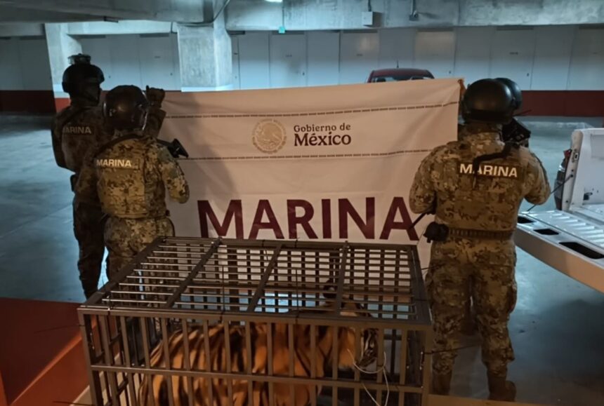 Marina asegura tigre en Puerto Vallarta y detiene a extranjero durante operativo conjunto