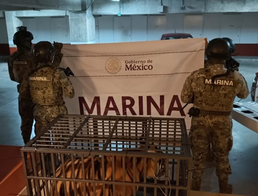 IMG-20260208-WA0132 Marina asegura tigre en Puerto Vallarta y detiene a extranjero durante operativo conjunto