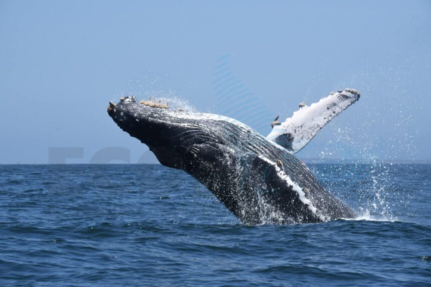 Avistamiento extraordinario de hasta 100 ballenas en la Bahía de Banderas