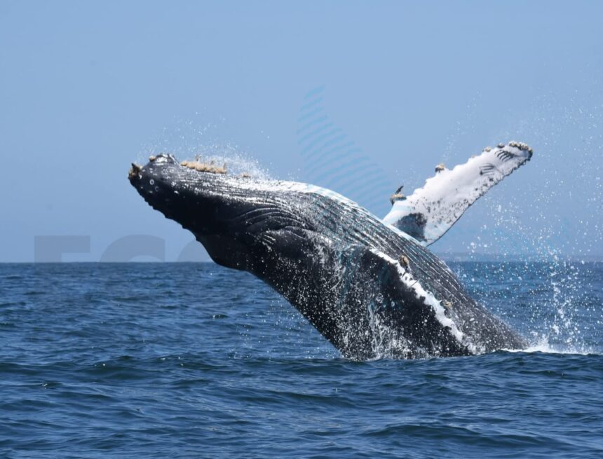 Avistamiento extraordinario de hasta 100 ballenas en la Bahía de Banderas