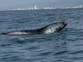 IMG-20260212-WA0077 Atropellan a un ballenato en la Bahía de Banderas; es el tercer accidente de la temporada