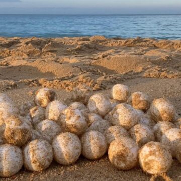 Récord histórico de nidación de tortuga laúd en Mayto posiciona a Jalisco en una de sus mejores temporadas