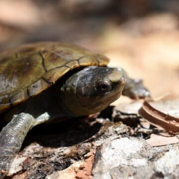 CUCosta mantiene proyecto para resguardar tortuga casquito
