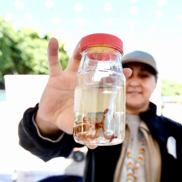 Tomatlán concentra 8 de cada 10 picaduras de alacrán en la Costa Norte y Sierra-Occidental de Jalisco
