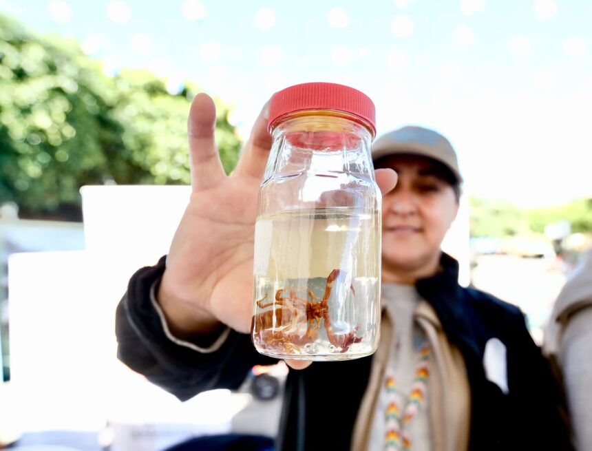 Tomatlán concentra 8 de cada 10 picaduras de alacrán en la Costa Norte y Sierra-Occidental de Jalisco