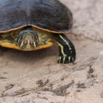 De no impedir su tráfico ilegal y conservar su hábitat, la Tortuga Casquito de Vallarta podría extinguirse en tres años: biólogo