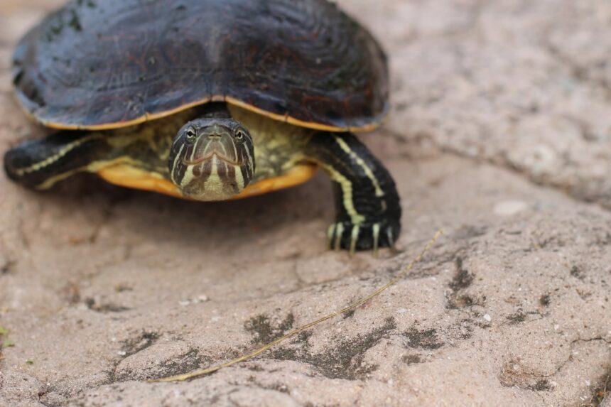 casquito 8 De no impedir su tráfico ilegal y conservar su hábitat, la Tortuga Casquito de Vallarta podría extinguirse en tres años: biólogo