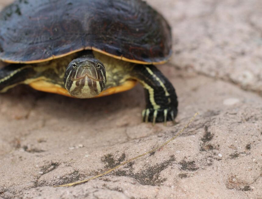 De no impedir su tráfico ilegal y conservar su hábitat, la Tortuga Casquito de Vallarta podría extinguirse en tres años: biólogo