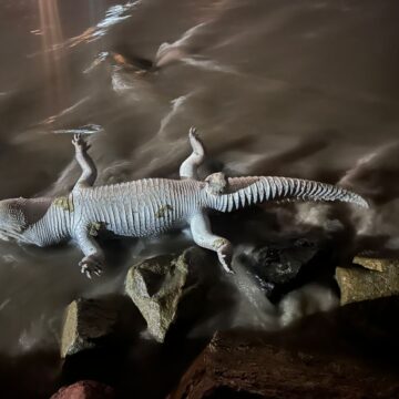 IMG-20260619-WA0154 Hallan cocodrilo muerto en playa de Puerto Vallarta