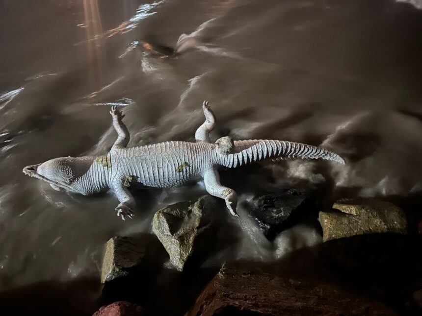 Hallan cocodrilo muerto en playa de Puerto Vallarta