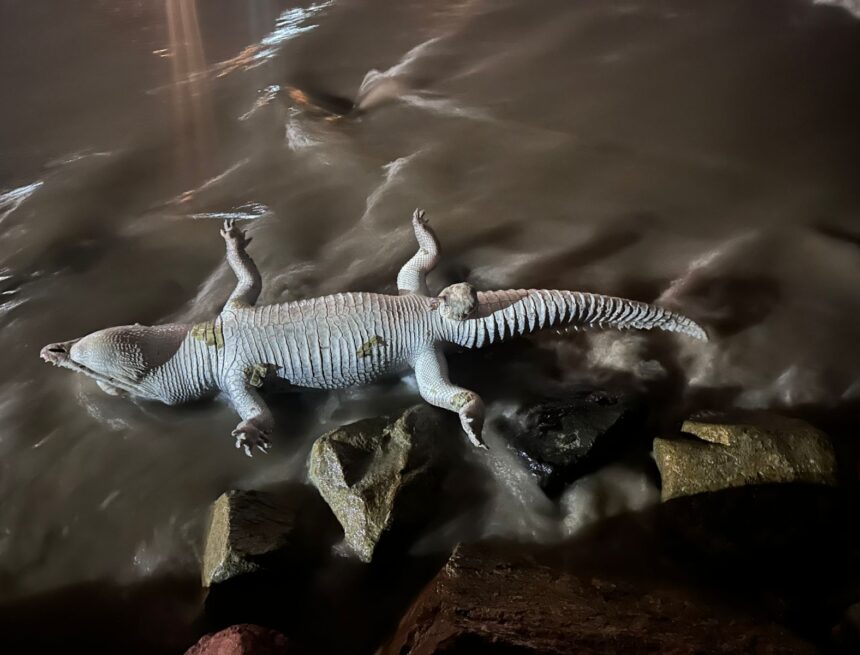 IMG-20260619-WA0154 Hallan cocodrilo muerto en playa de Puerto Vallarta