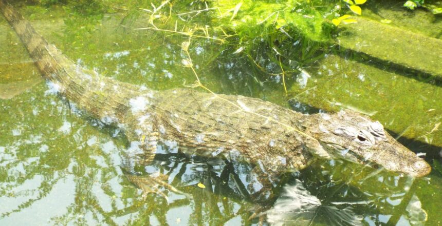 Fortalecen investigación, capacitación y educación ambiental sobre cocodrilos en la costa de Jalisco