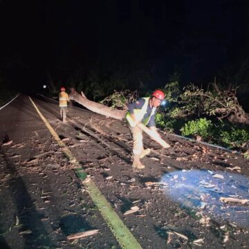 Árbol cae y obstruye la carretera federal 200