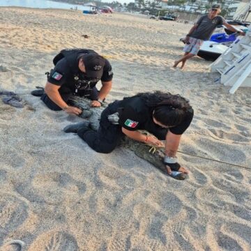 cocodrilo ok Patrulla Verde reubica 21 cocodrilos durante el primer semestre de 2026