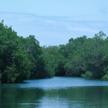 Destaca Semadet: Estero El Salado cumple 26 años como referente ambiental de Puerto Vallarta