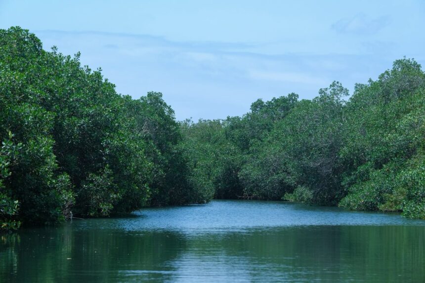 estero-El salado Destaca Semadet: Estero El Salado cumple 26 años como referente ambiental de Puerto Vallarta