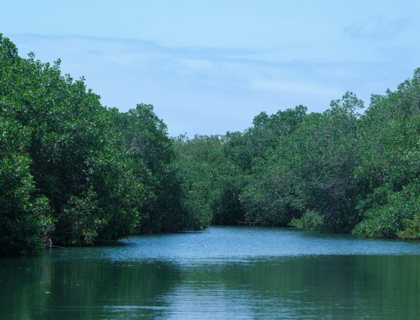 Destaca Semadet: Estero El Salado cumple 26 años como referente ambiental de Puerto Vallarta