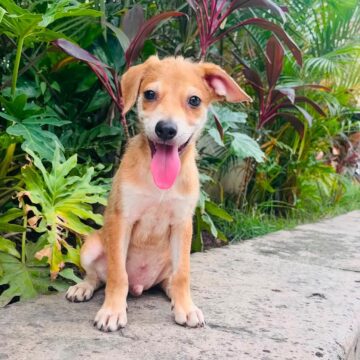¡Invita Bienestar Animal a jornadas de adopciones durante julio!