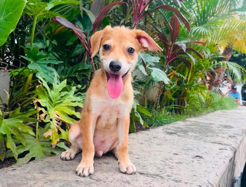 mascota perro ¡Invita Bienestar Animal a jornadas de adopciones durante julio!