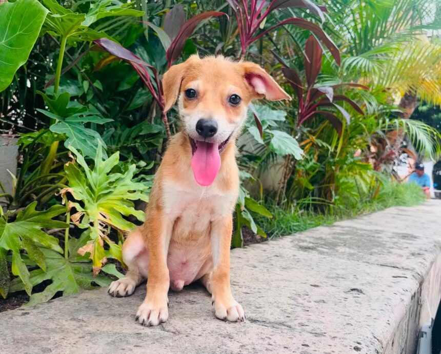 mascota perro ¡Invita Bienestar Animal a jornadas de adopciones durante julio!