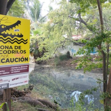 Con coordinación y comunicación buscan proteger a los cocodrilos y garantizar la seguridad de turistas y locales en Vallarta
