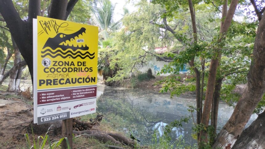 Con coordinación y comunicación buscan proteger a los cocodrilos y garantizar la seguridad de turistas y locales en Vallarta