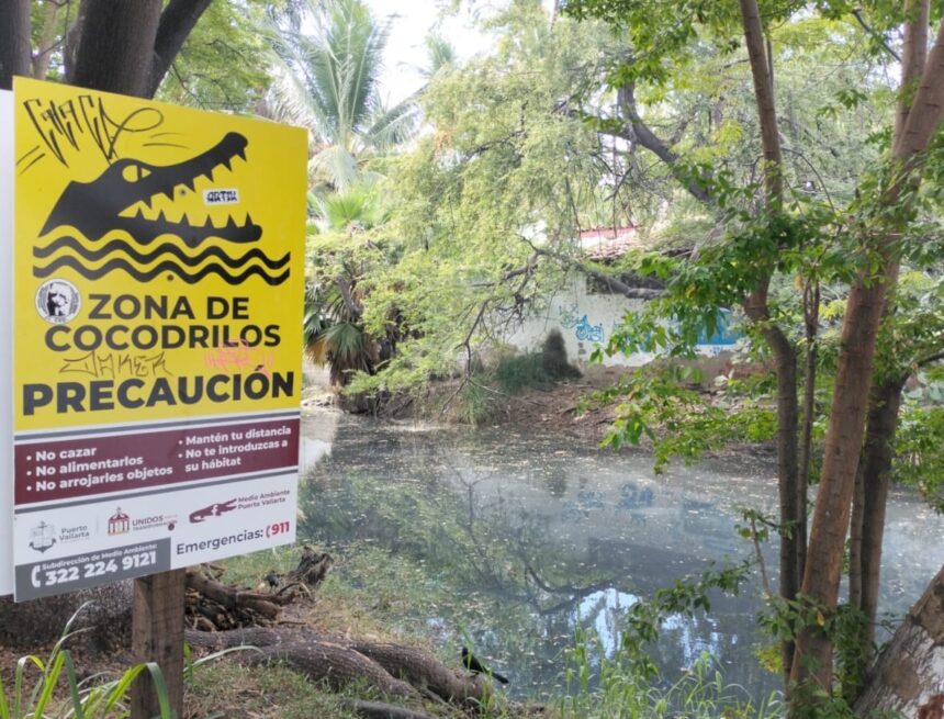 Con coordinación y comunicación buscan proteger a los cocodrilos y garantizar la seguridad de turistas y locales en Vallarta