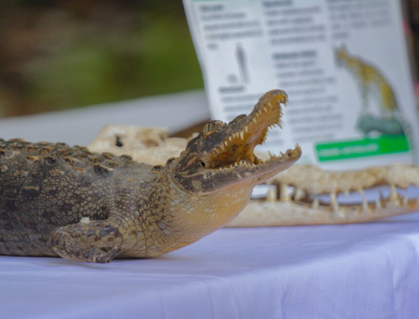 Llama Gobierno Municipal a no ver al cocodrilo como enemigo y aprender a coexistir