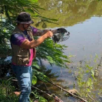 Deshabilitan 17 trampas para tortugas casquito en una semana en Puerto Vallarta