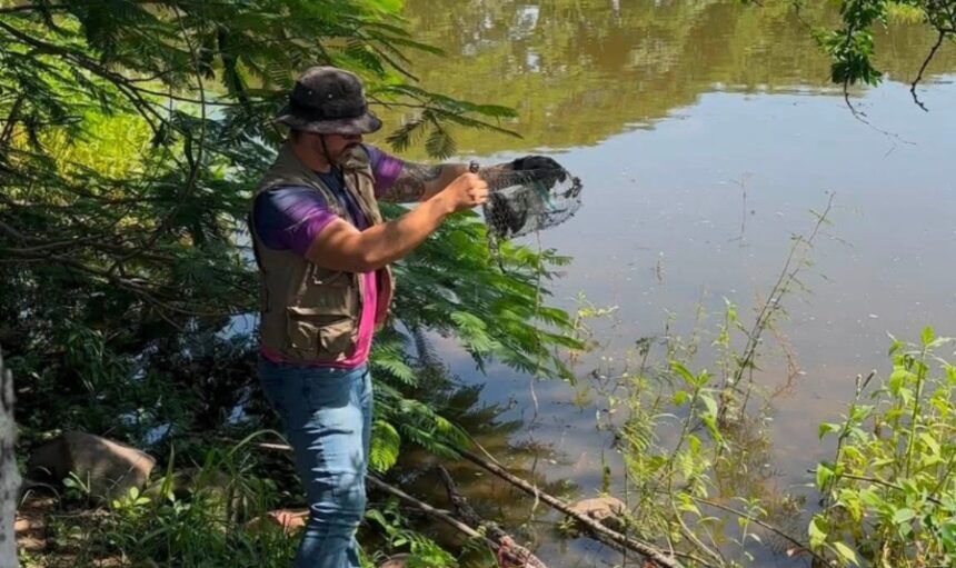 Deshabilitan 17 trampas para tortugas casquito en una semana en Puerto Vallarta