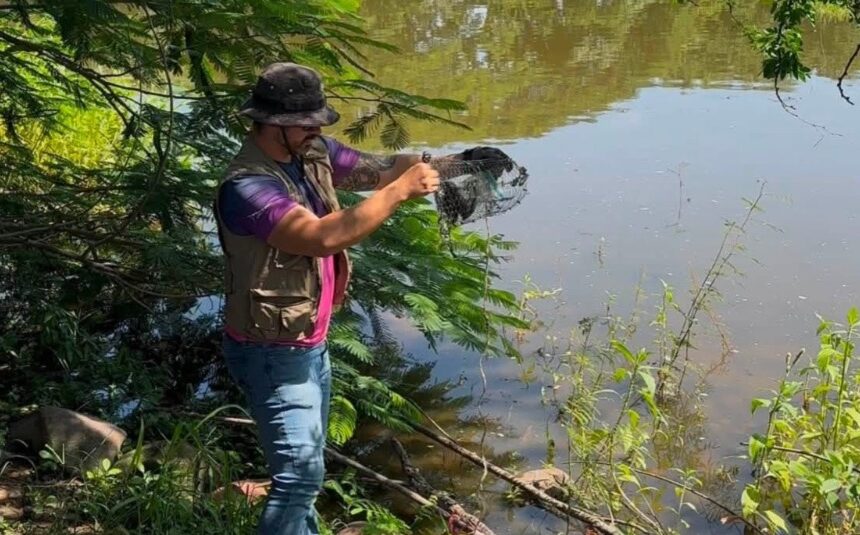 Deshabilitan 17 trampas para tortugas casquito en una semana en Puerto Vallarta