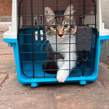 Rescata Bienestar Animal a casi 150 perros y gatos en lo que va del año