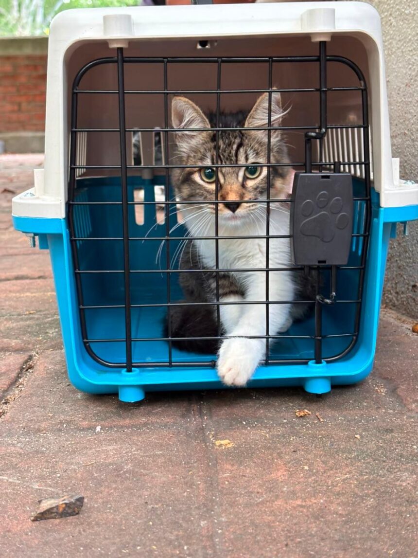 Rescata Bienestar Animal a casi 150 perros y gatos en lo que va del año