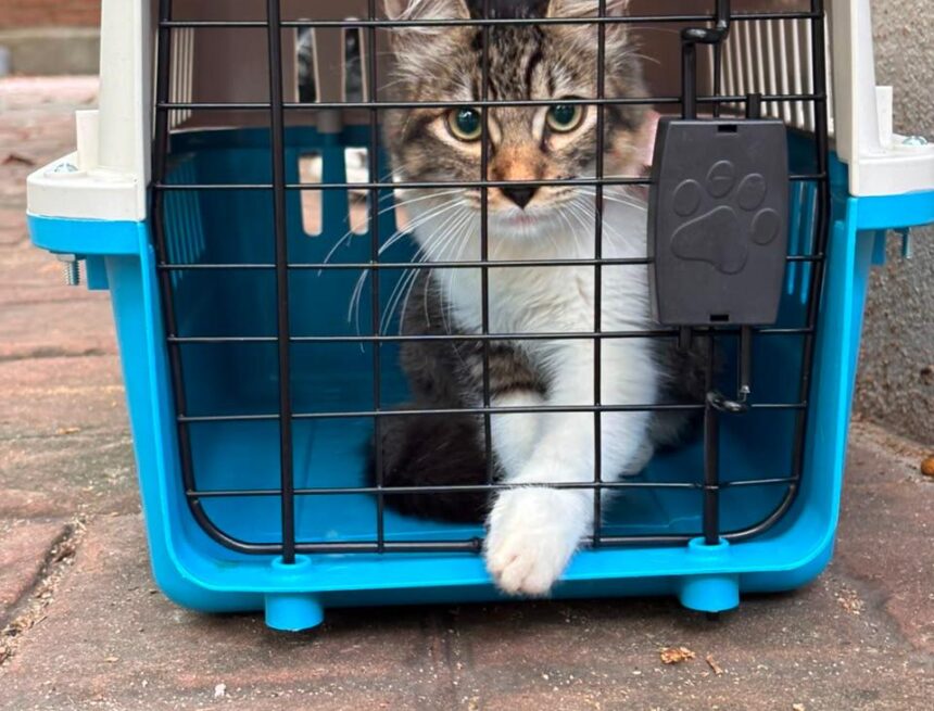 gato mascota Rescata Bienestar Animal a casi 150 perros y gatos en lo que va del año